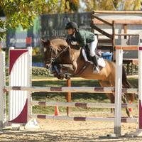 Pony francese