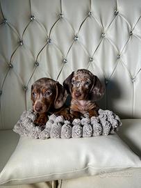 Bassotti Nani e Kaninchen