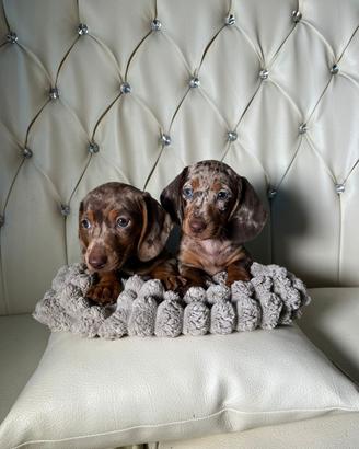 Bassotti Nani e Kaninchen