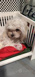 Cuccioli di Maltese