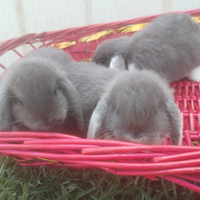 Coniglietti nani ariete