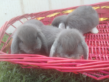 Coniglietti nani ariete