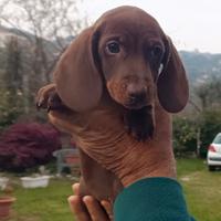 Bassottino pedigree enci