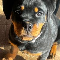 ROTTWEILER FEMMINA 3,5 mesi