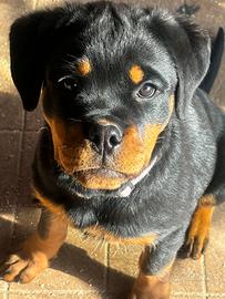 ROTTWEILER FEMMINA 3,5 mesi