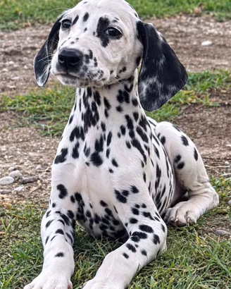Dalmata disponibile