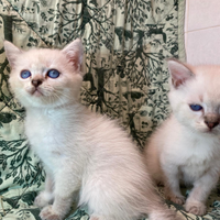 British shorthair