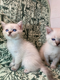 British shorthair