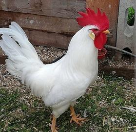 Gallo livornese