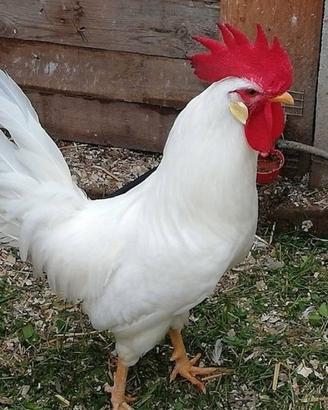 Gallo livornese