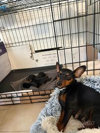 Cuccioli pinscher disponibili mamma con pedigree