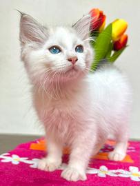 Cucciolo di ragdoll disponibile