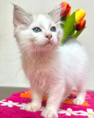 Cucciolo di ragdoll disponibile
