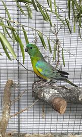 Pappagalli