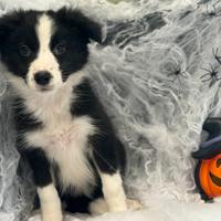 Border collie