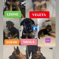 Cuccioli di Pastore Tedesco