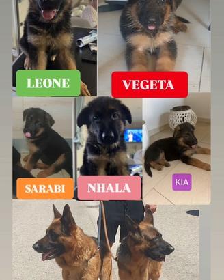 Cuccioli di Pastore Tedesco