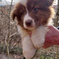 Cuccioli di pastore australiano