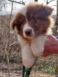 Cuccioli di pastore australiano