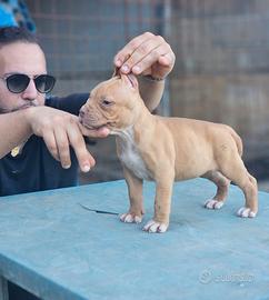 Pitbull UKC femmina