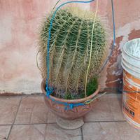 Cactus cuscino della suocera