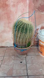 Cactus cuscino della suocera