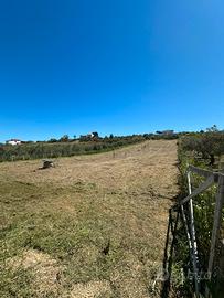 Terreno ad Alcamo di 3000mq