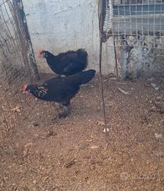Marans