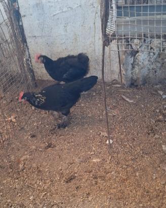 Marans