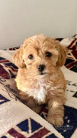 Maltipoo