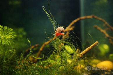 Lumache d'acqua Planorbella