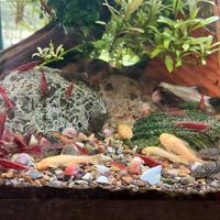 Ancistrus bristlenose gold