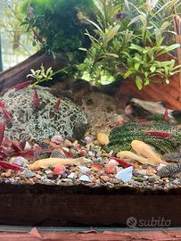 Ancistrus bristlenose gold