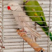 Pappagalli Parrocchetti del collare