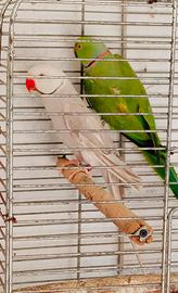 Pappagalli Parrocchetti del collare