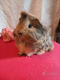 Porcellini D'india o Cavie