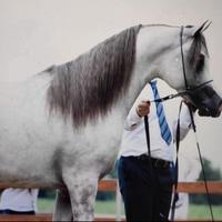 Stallone Purosangue Arabo maschio 2019