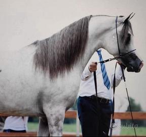 Stallone Purosangue Arabo maschio 2019