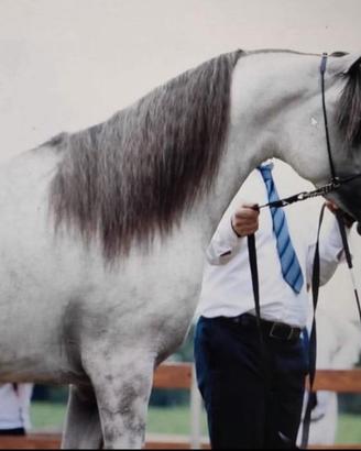 Stallone Purosangue Arabo maschio 2019
