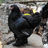 Brahma femmine