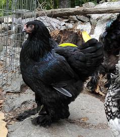 Brahma femmine