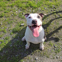 Amstaff per monta