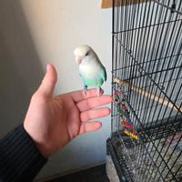 Coppia inseparabili riproduttiva allevati a mano