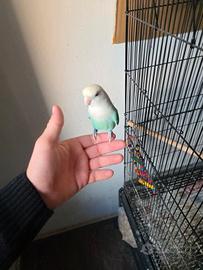 Coppia inseparabili riproduttiva allevati a mano