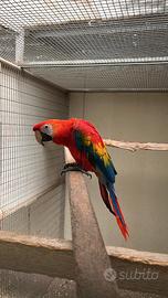 Ara macao ed altri pappagalli
