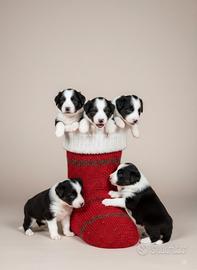 Bearded Collie cuccioli
