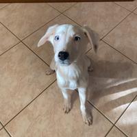 Cucciolo 3 mesi e mezzo in adozione