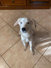 Cucciolo 3 mesi e mezzo in adozione