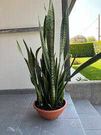 Sanseveria