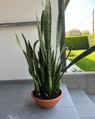 Sanseveria